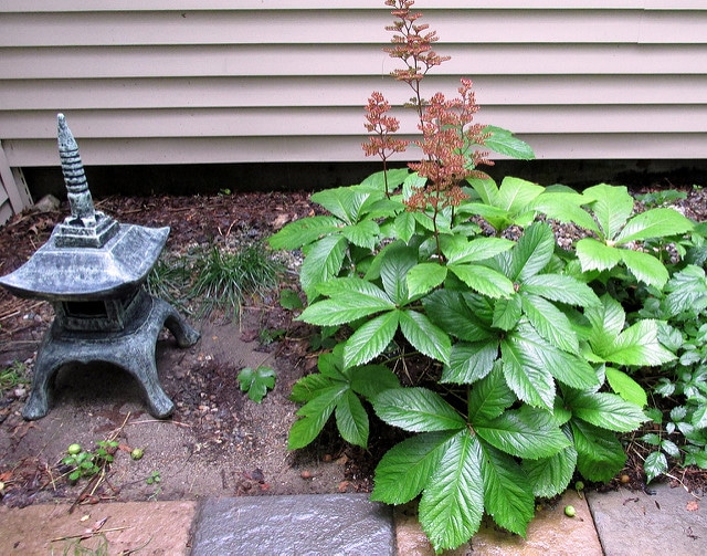 Rodgersia à feuilles de marronnier (Rodgersia aesculifolia)
