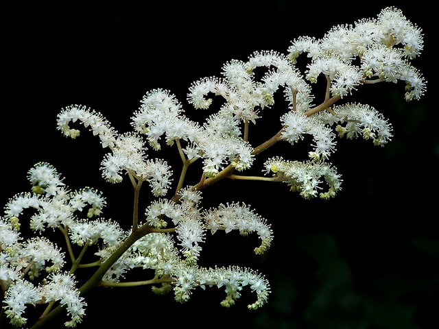 Rodgersia pinnata