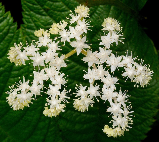 Rodgersia pinnata