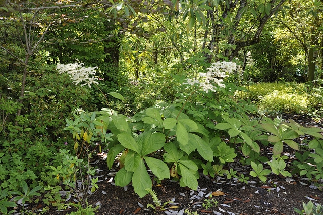 Rodgersia pinnata