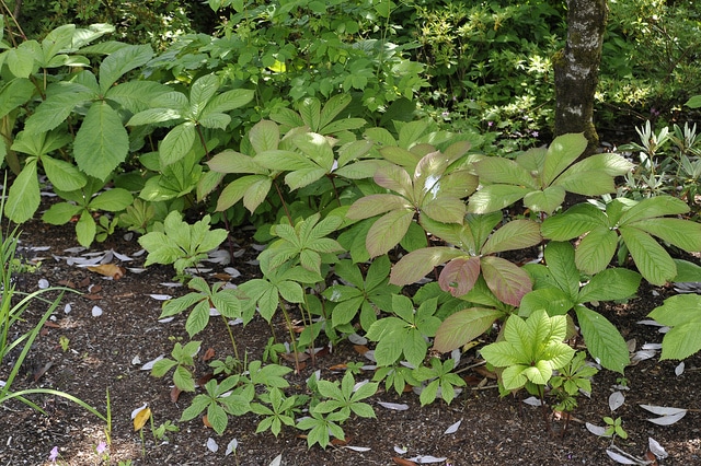 Rodgersia pinnata