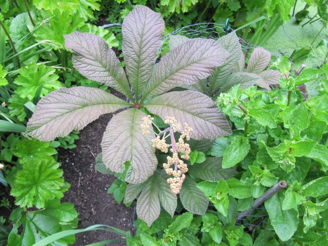 Rodgersia pinnata (Rodgersia pinnata)