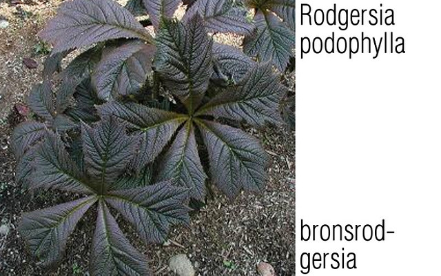 Rodgersia podophylla