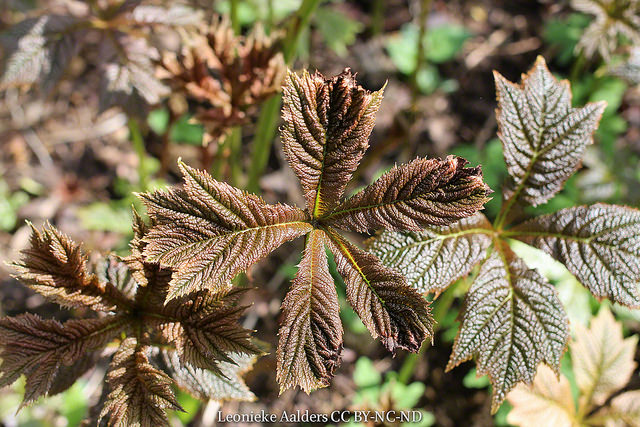 Rodgersia podophylla