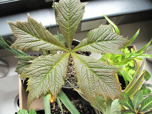 Rodgersia podophylla