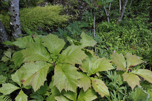 Rodgersia podophylla