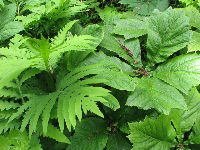 Rodgersia podophylla (Rodgersia podophylla)