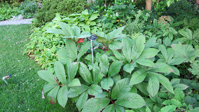Rodgersia à feuilles de sureau (Rodgersia sambucifolia)