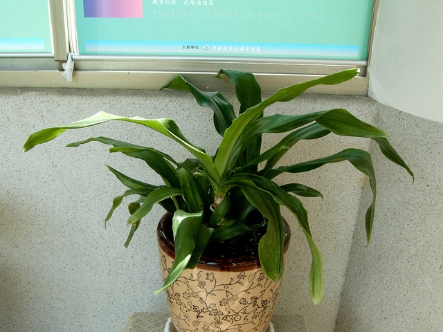 Rohdée du japon (Rohdea japonica)