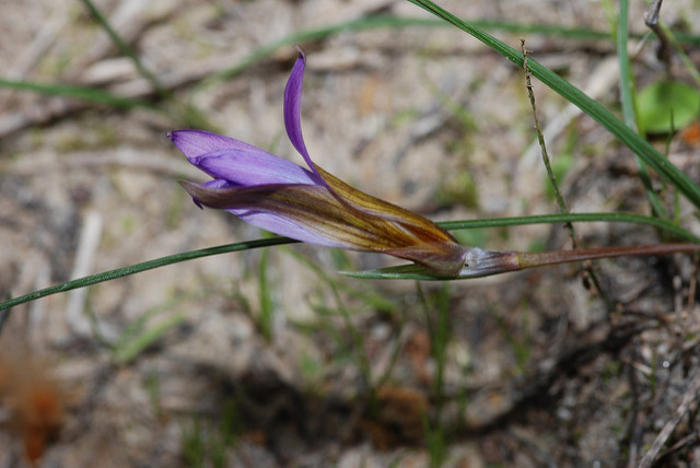 Romulée de provence (Romulea bulbocodium)