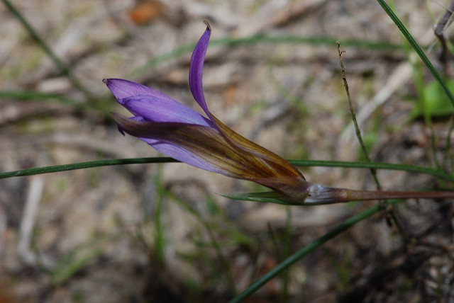 Romulée de provence