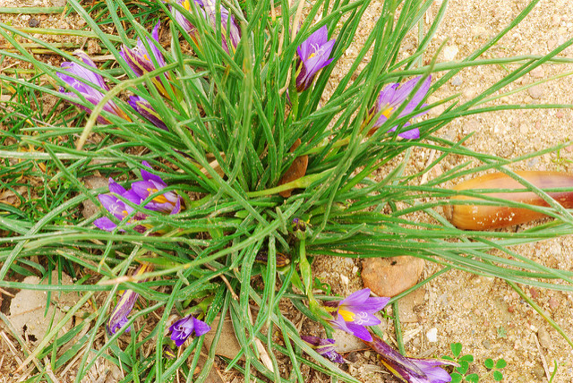 Romulée de provence