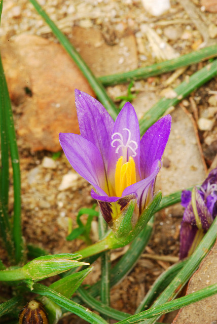 Romulée de provence