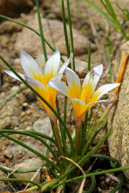 Romulée de provence