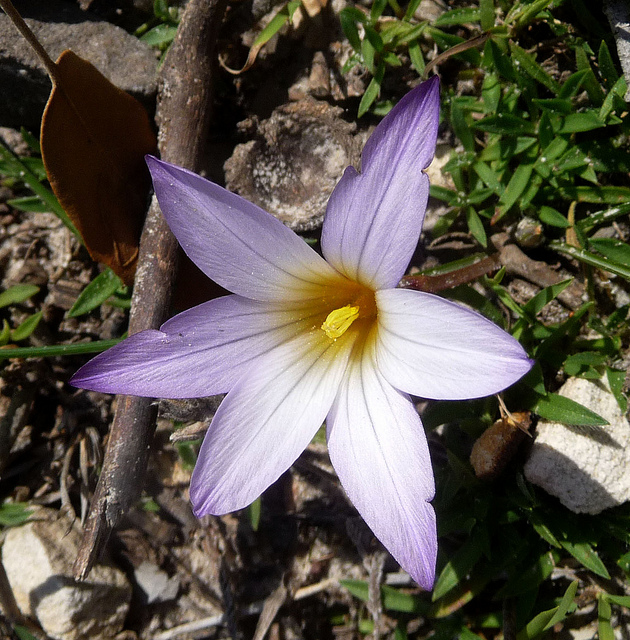 Romulée de provence
