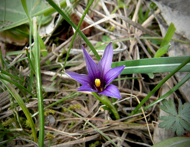Romulée de corse (Romulea linaresii)