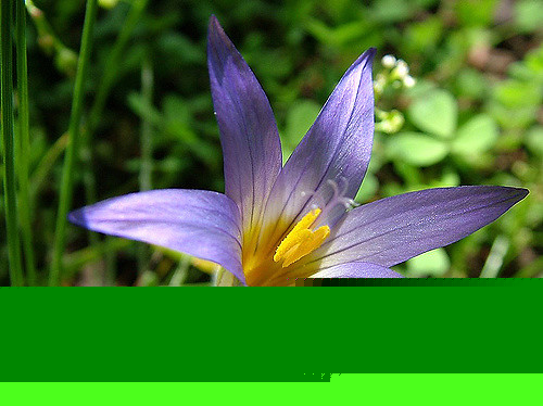 Romulée ramifiée (Romulea ramiflora)