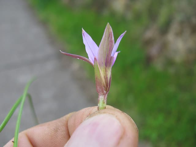 Romulée rose