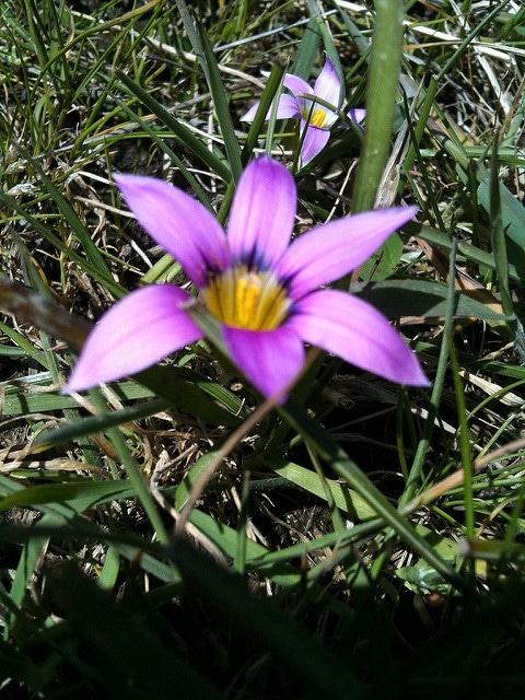 Romulée rose