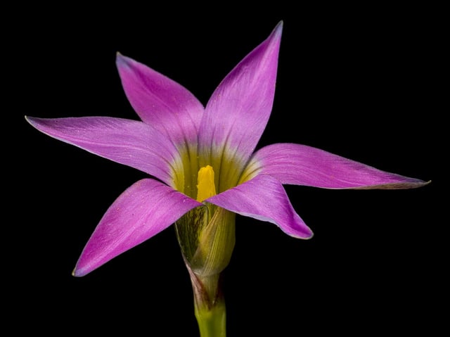 Romulée rose (Romulea rosea)