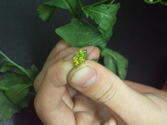Rorippa indica