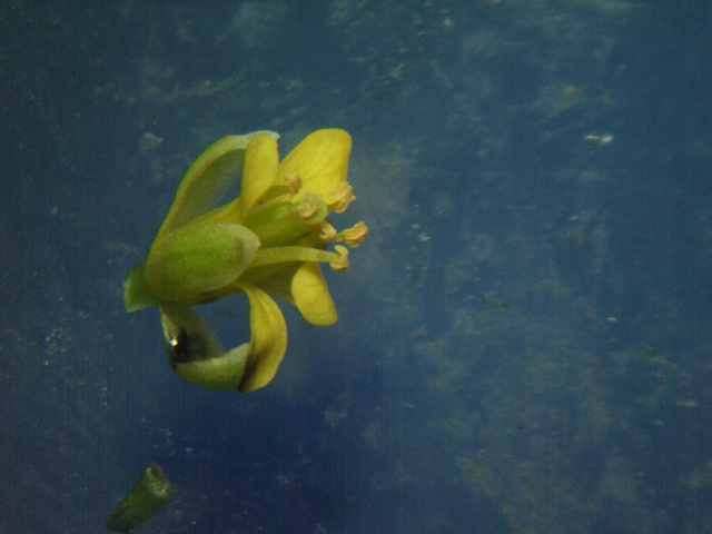 Rorippa indica
