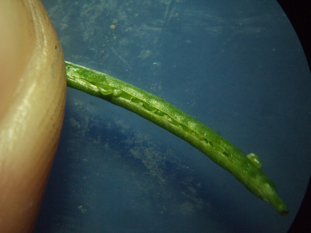 Rorippa indica