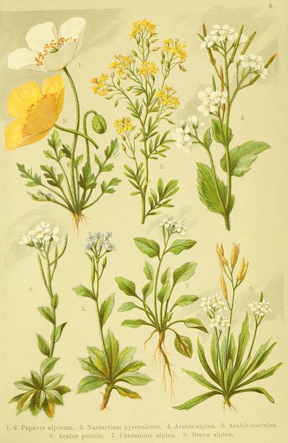 Rorippa pyrenaica (Rorippa pyrenaica)