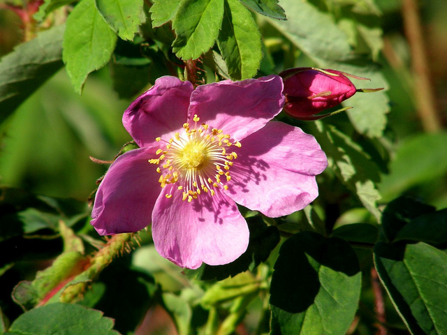 Rosier arctique