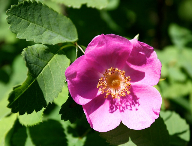 Rosier arctique