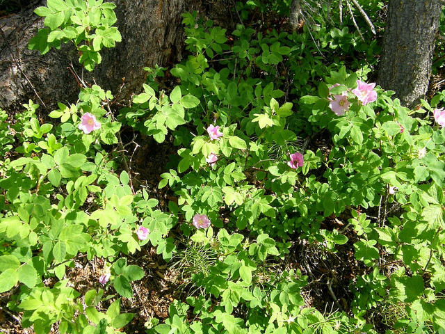 Rosier arctique