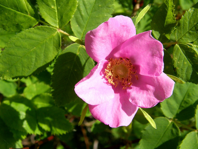 Rosier arctique