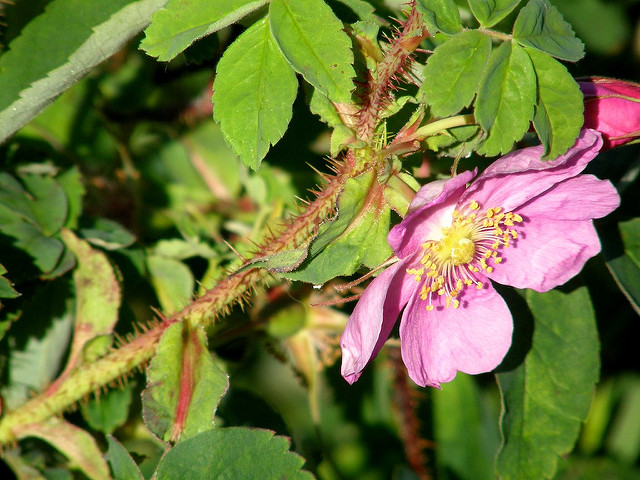 Rosier arctique (Rosa acicularis)