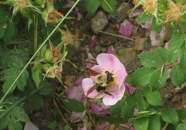 Rosa arkansana