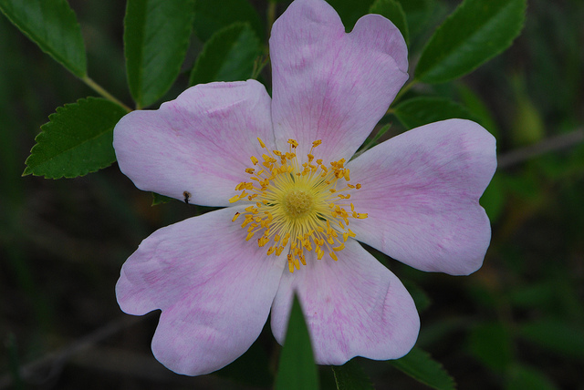 Rosa arkansana