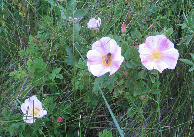 Rosa arkansana