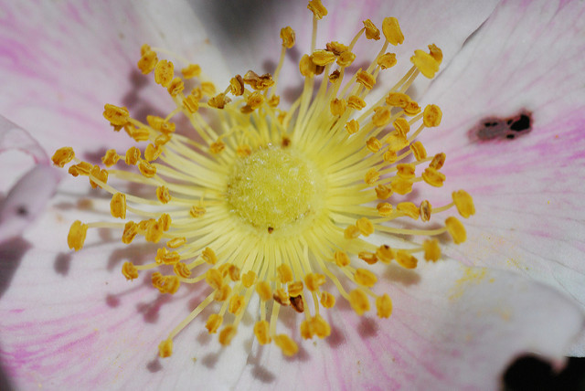 Rosa arkansana