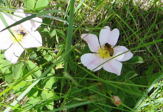 Rosa arkansana (Rosa arkansana)