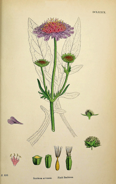 Rosier des champs