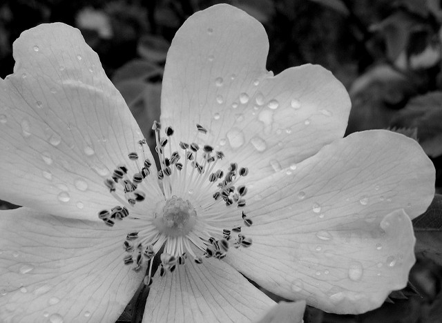 Rosier des champs