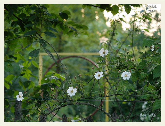 Rosier des champs