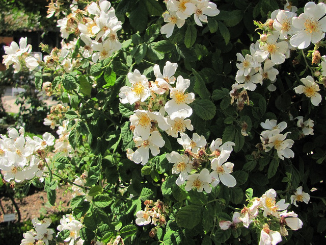 Rosier des champs (Rosa arvensis)