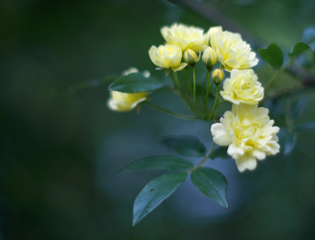 Rosier de lady banks