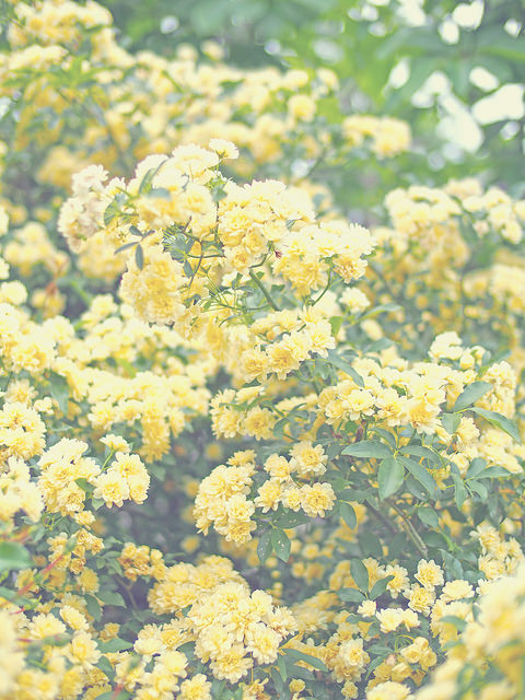Rosier de lady banks