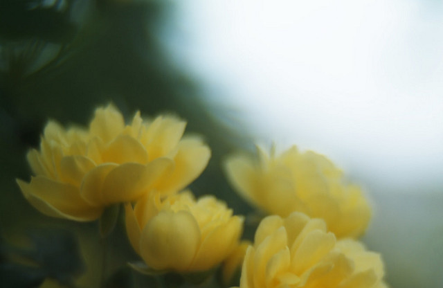 Rosier de lady banks