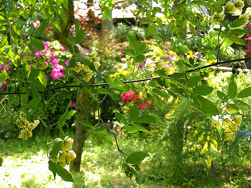 Rosier de lady banks (Rosa banksiae)