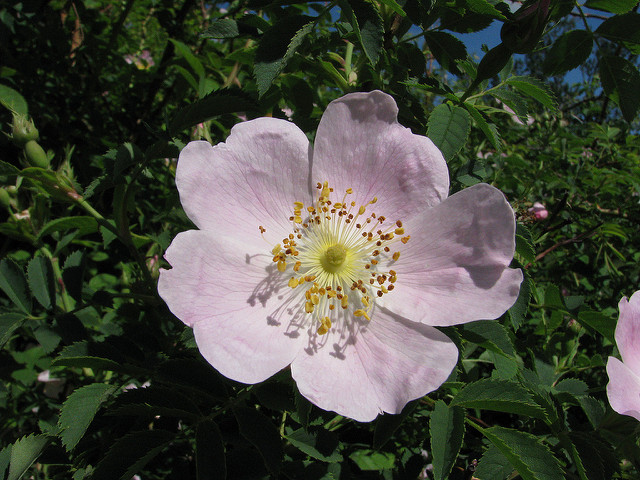 Rosier du labrador