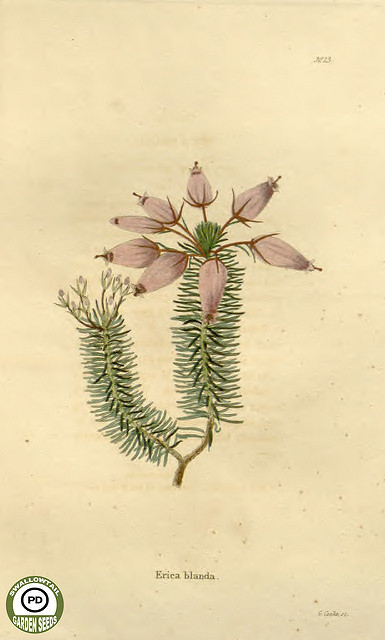 Rosier du labrador