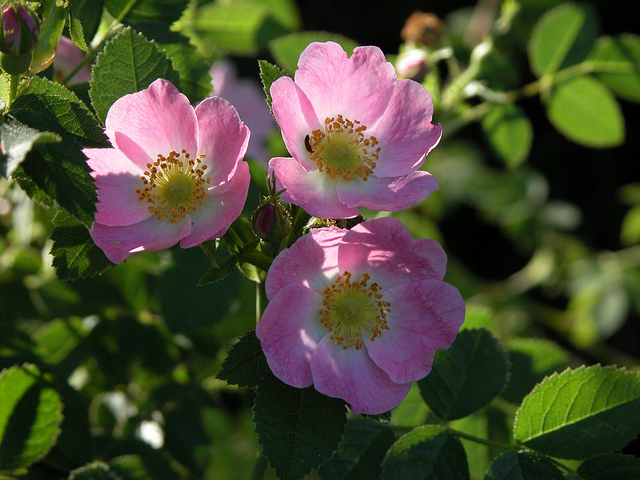 Rosier du labrador (Rosa blanda)