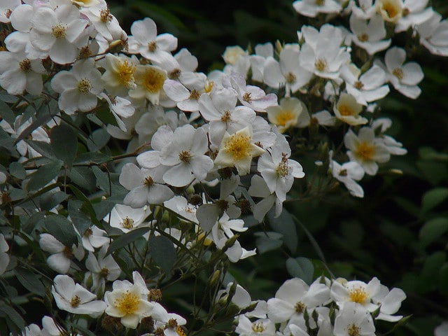 Rosa brunonii